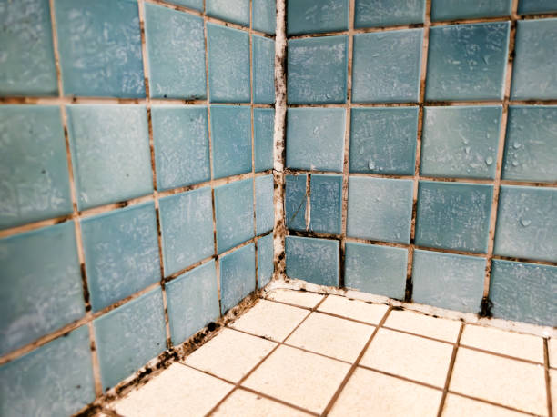 Best Comprehensive Air Testing for Mold Contaminants  in Exander City, AL